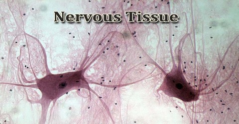 Nervous Tissue - Assignment Point
