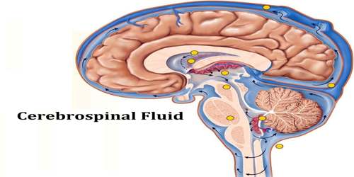 Cerebrospinal Fluid - Assignment Point