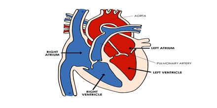 Heart Ventricle - Assignment Point