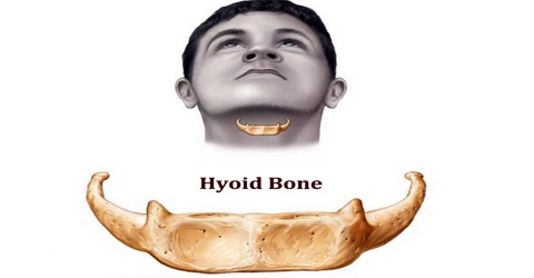 Hyoid Bone - Assignment Point