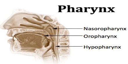 Pharynx - Assignment Point