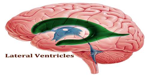 Lateral Ventricles - Assignment Point