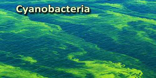 CRITERIA FOR ALGAL CLASSIFICATION