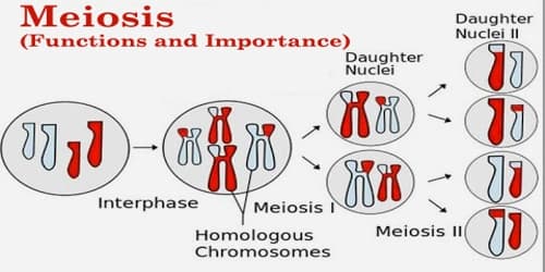 Meiosis (Functions and Importance) Assignment Point