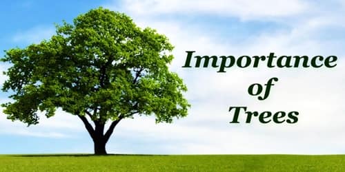 Importance of trees essay