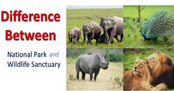 Difference between Wildlife Sanctuary and National Park