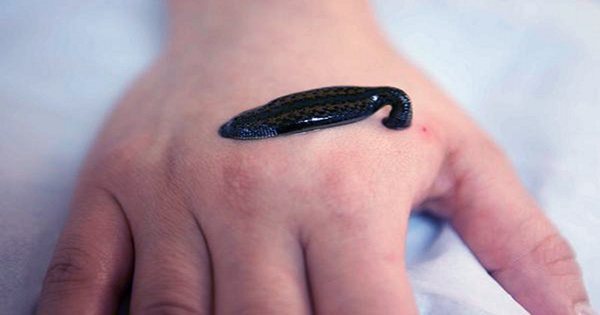 We Regret To Inform You That People Are Feeding Pet Leeches Their Own Blood