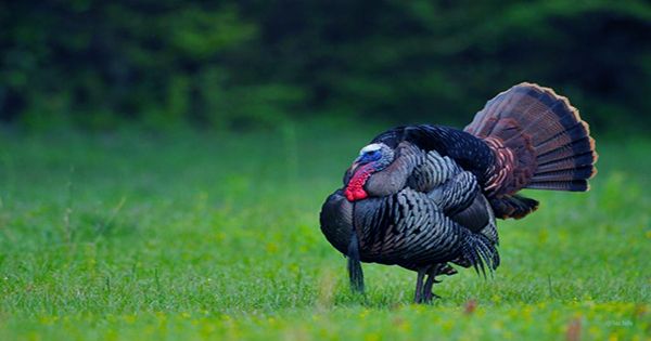 Notoriously Grim Turkey Experiment Proves They Will Attempt To Have Sex With Anything