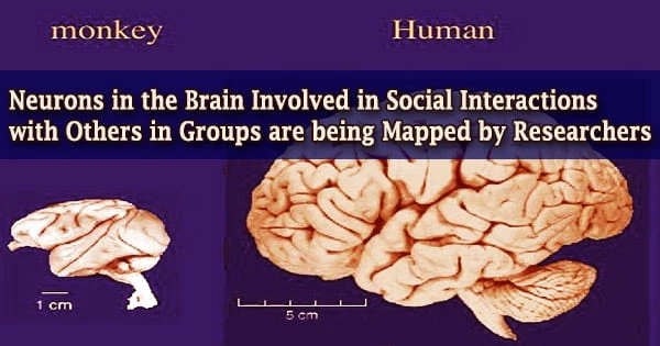 Neurons in the Brain Involved in Social Interactions with Others in Groups are being Mapped by Researchers