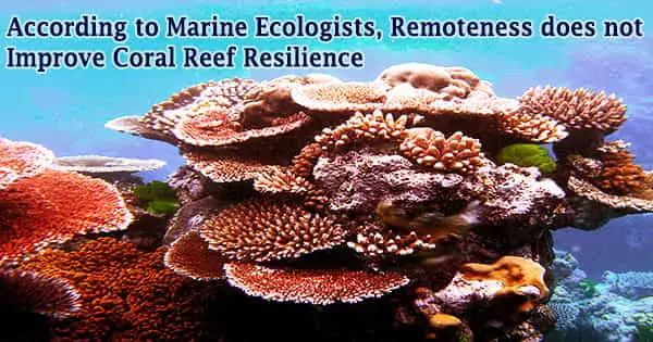 According to Marine Ecologists, Remoteness does not Improve Coral Reef Resilience