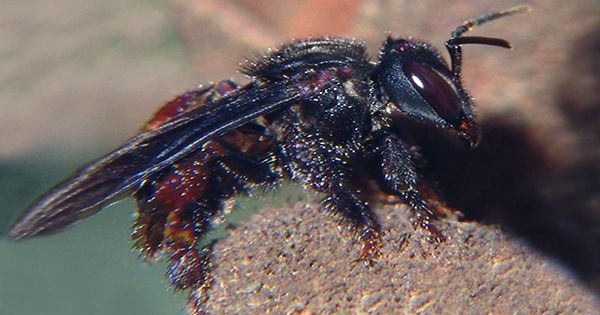 Bizarre Biting Bee with Gut like a Vulture Loves Eating Chicken