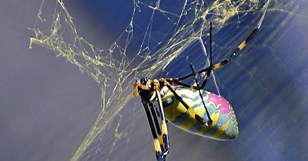 East Asian Spiders Successfully Vacationing In US Cover Georgia in Giant Webs