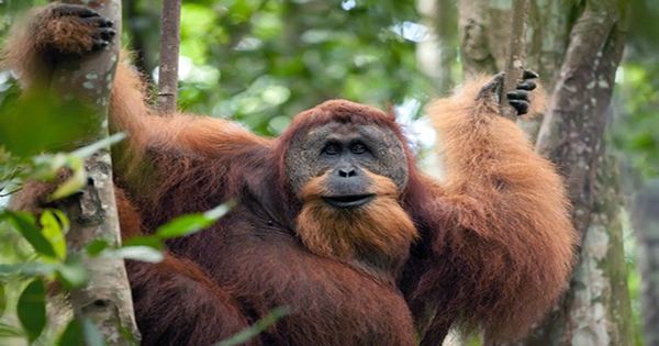 Orangutans Have Their Own Personal Artistic Styles That Can Change With the Seasons