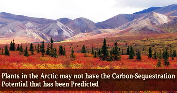 Plants in the Arctic may not have the Carbon-Sequestration Potential that has been Predicted