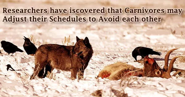 Researchers have iscovered that Carnivores may Adjust their Schedules to Avoid each other