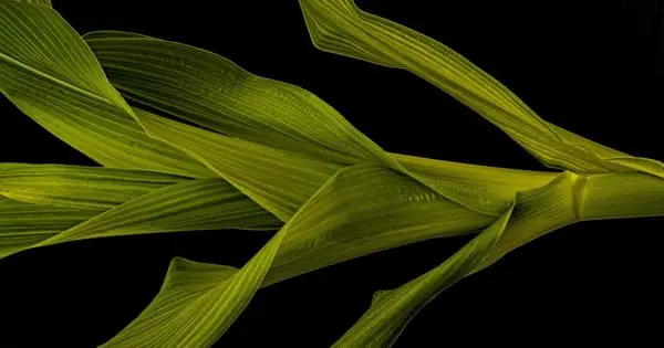 Scientists Solved the Mystery of the Grass Leaf