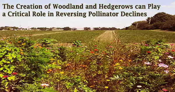 The Creation of Woodland and Hedgerows can Play a Critical Role in Reversing Pollinator Declines