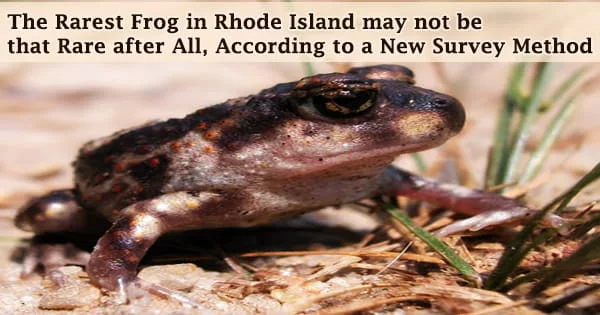 The Rarest Frog in Rhode Island may not be that Rare after All, According to a New Survey Method