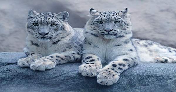 Three Snow Leopards Have Died Of COVID-19 in a Nebraska Zoo