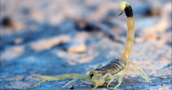 Unprecedented Egypt Storms Unleash Scorpion Attack, Killing Three and Injuring Hundreds