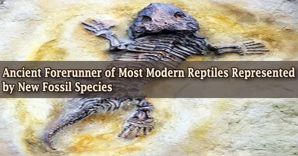 Ancient Forerunner of Most Modern Reptiles Represented by New Fossil Species
