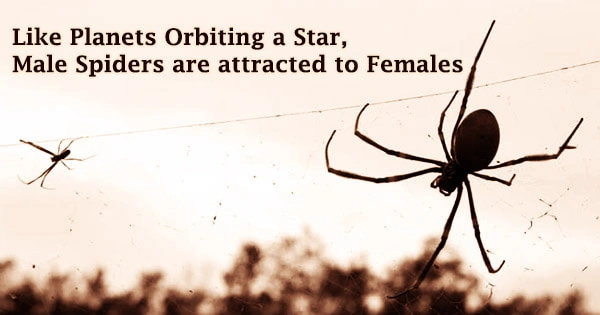 Like Planets Orbiting a Star, Male Spiders are attracted to Females