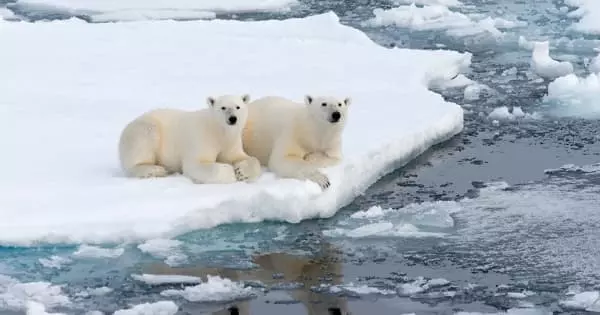 Polar Bears Must Travel farther for Food as Sea Ice Melts
