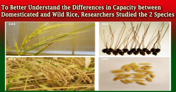 To Better Understand the Differences in Capacity between Domesticated and Wild Rice, Researchers Studied the 2 Species