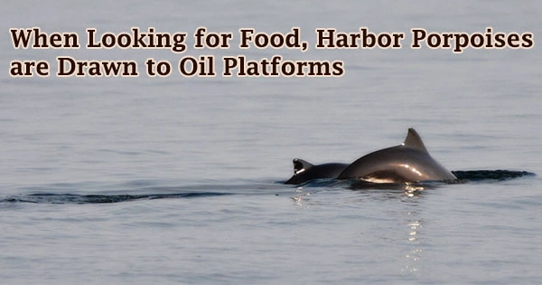 When Looking for Food, Harbor Porpoises are Drawn to Oil Platforms